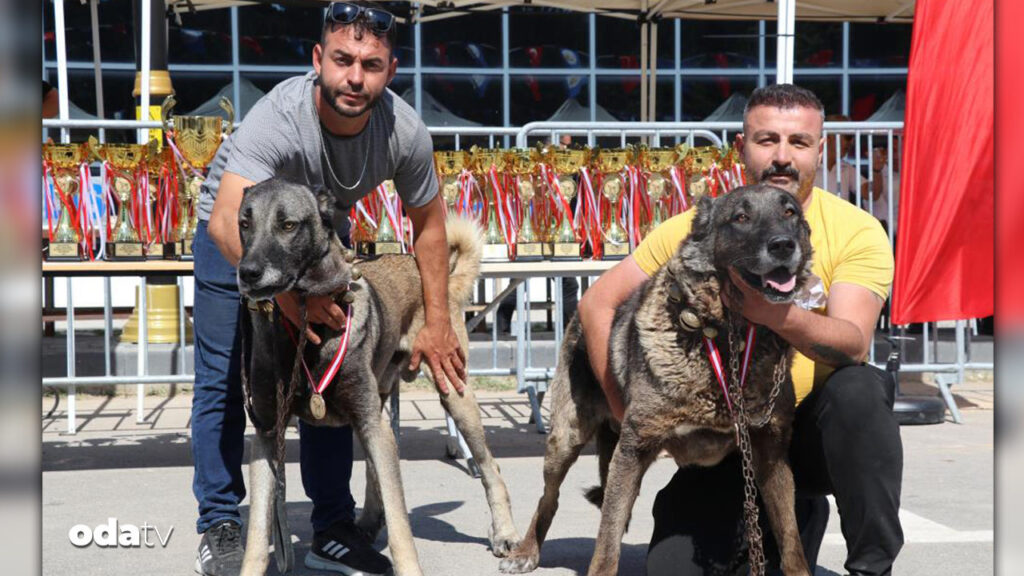 en-guzel-kangal-belli-oldu-03ea240e